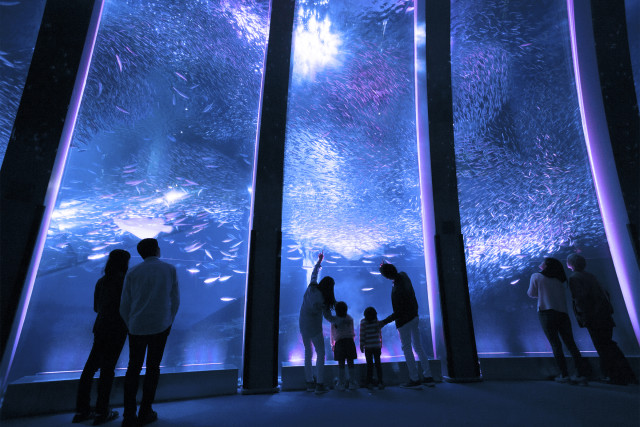 横浜・八景島シーパラダイス「スーパーイワシイリュージョン」